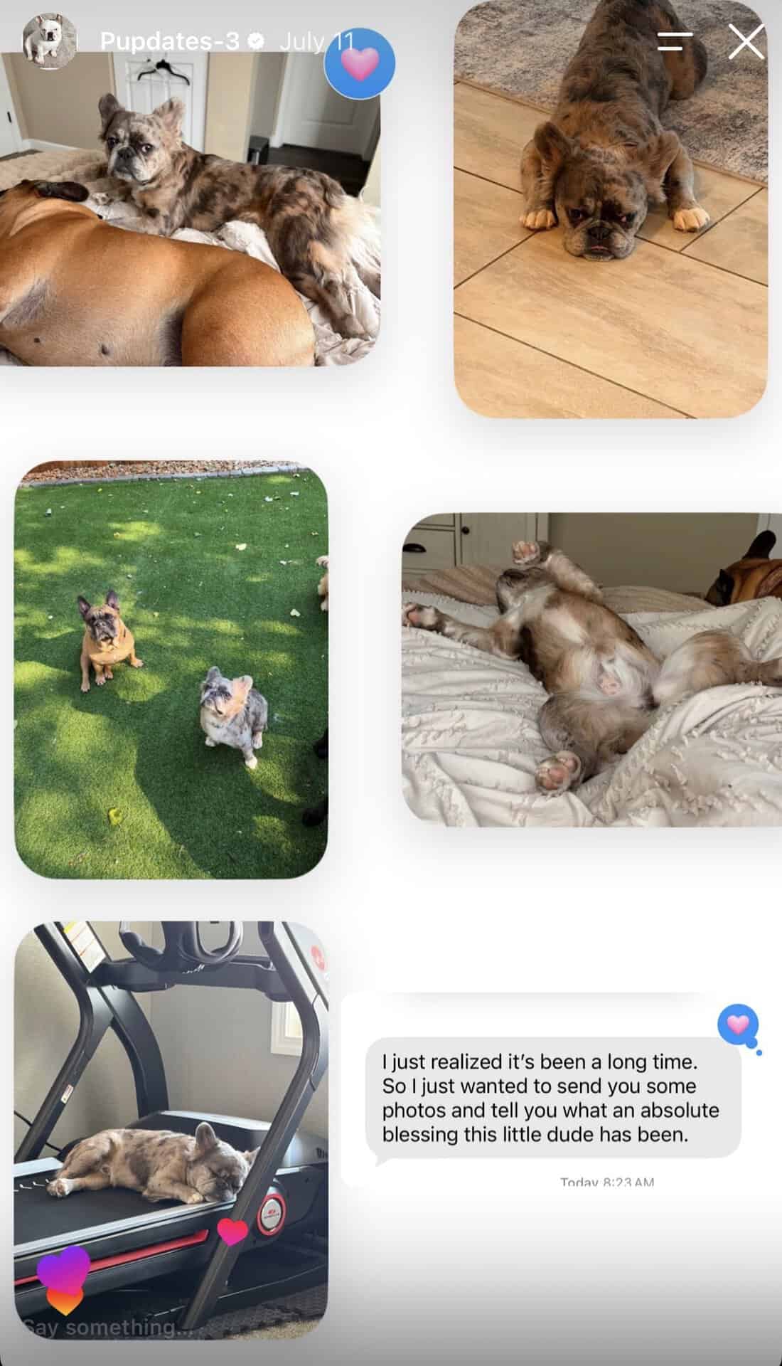 Collage of a merle Frenchie at home with a fawn Frenchie, with a text calling him a blessing
