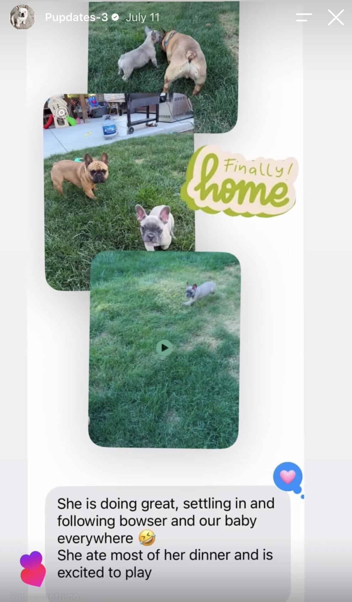 Lilac Frenchie puppy playing in the backyard with an adult fawn Frenchie