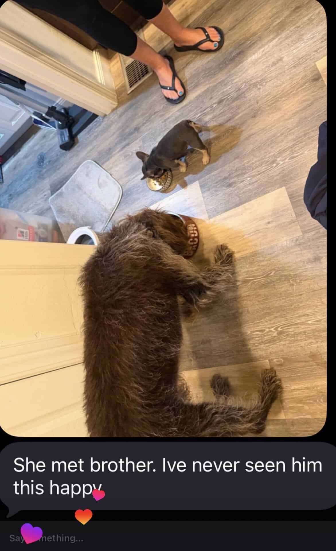 Large shaggy dog and a small Frenchie puppy each eating from their own bowl in a kitchen