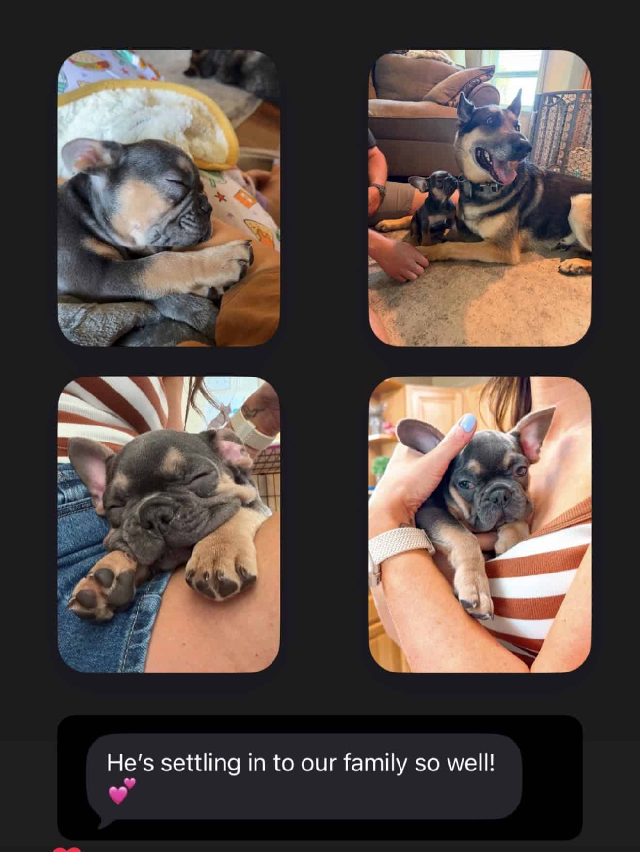 German Shepherd mix lying on the floor nose to nose with a tiny blue and tan Frenchie puppy