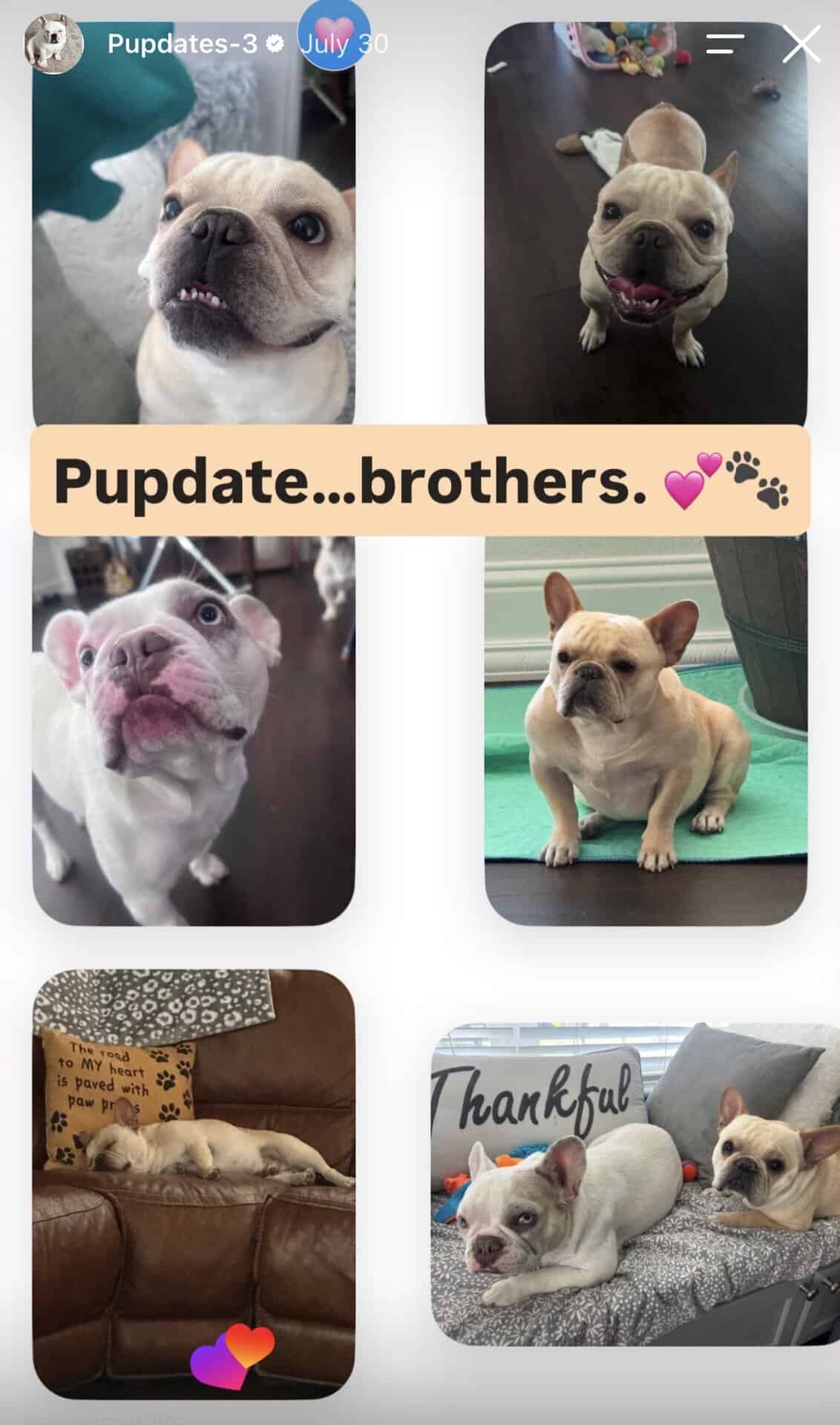 Collage of two cream and white Frenchie brothers at home together