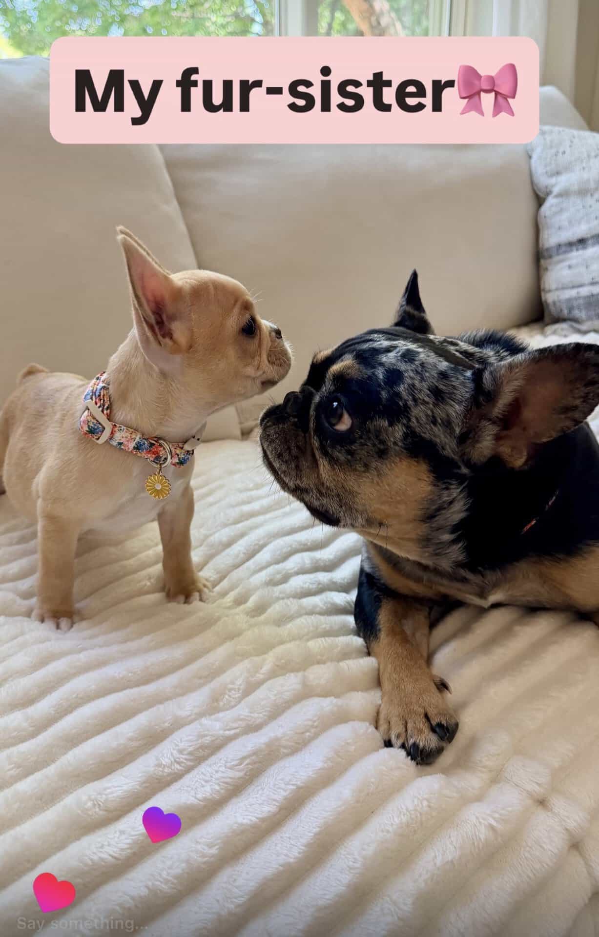 Fawn Frenchie puppy in a floral collar nose to nose with an adult merle Frenchie on a couch, captioned My fur-sister