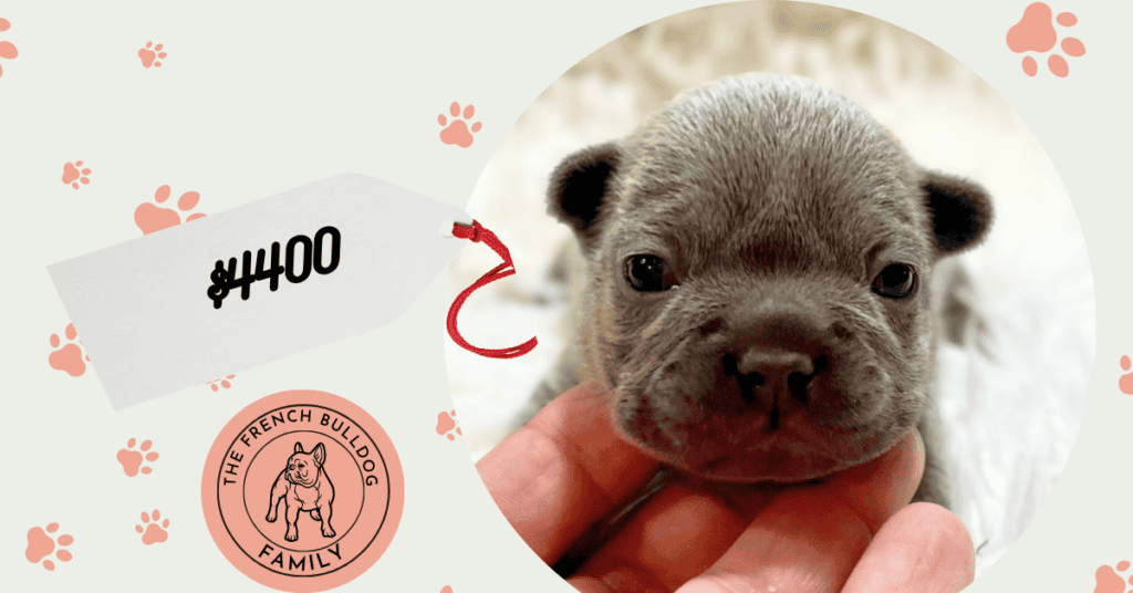 Gigi | Blue French Bulldog Female | Available Nov 1st, 2026