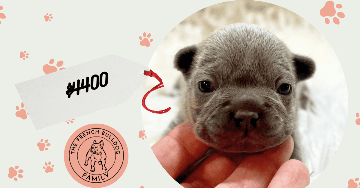 Gigi | Blue French Bulldog Female | Available Nov 1st, 2026