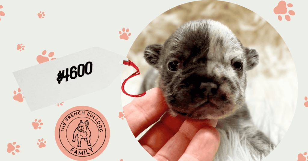 Gunner | Blue Merle French Bulldog Male | Available Nov 1st, 2026