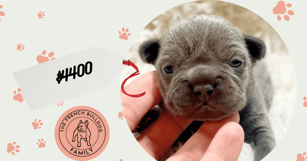 Gus | Blue French Bulldog Male | Available Nov 1st, 2026