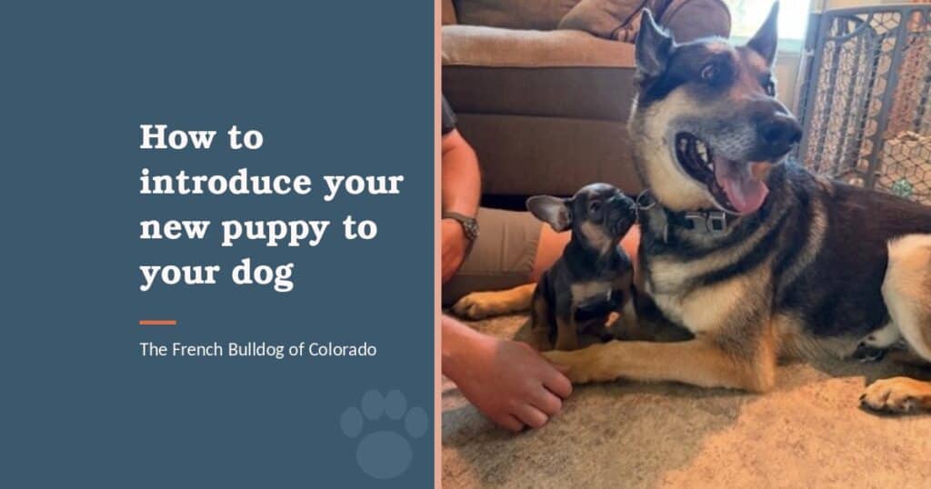 A German Shepherd meeting his new Frenchie brother in the living room.