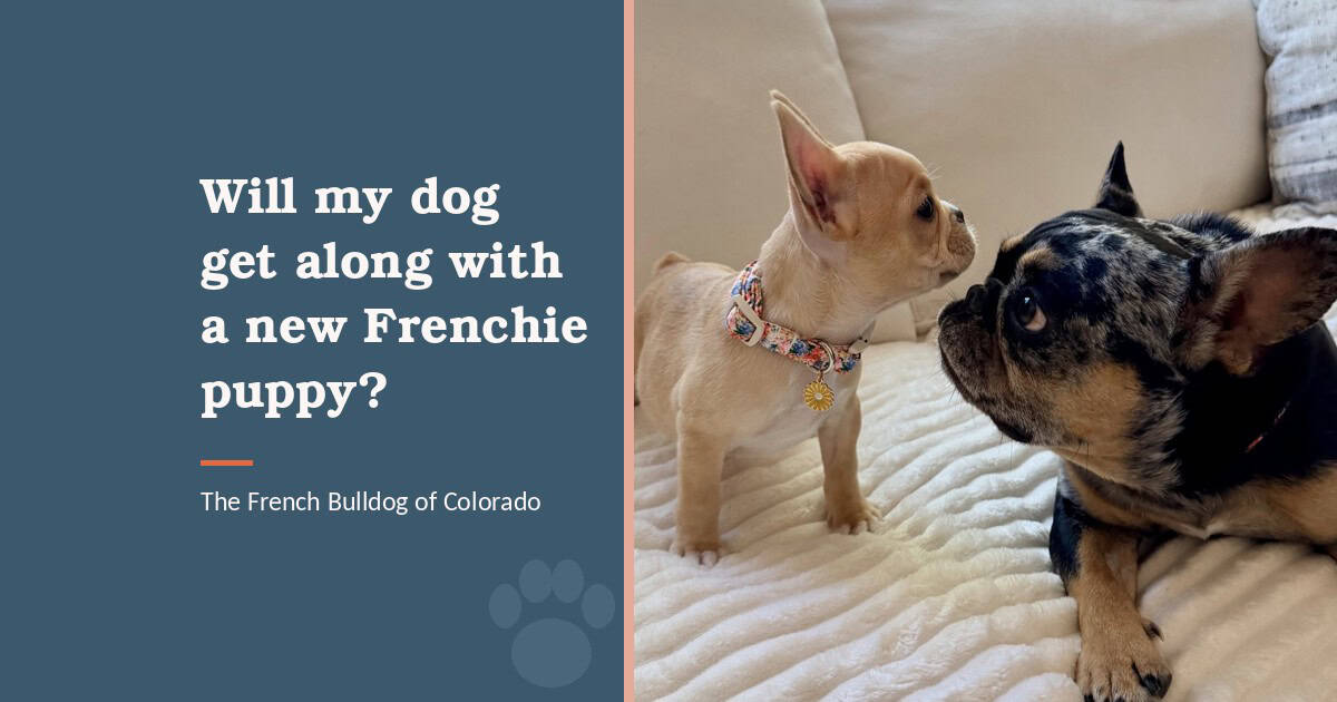 Fawn Frenchie puppy nose to nose with an adult merle Frenchie on a couch