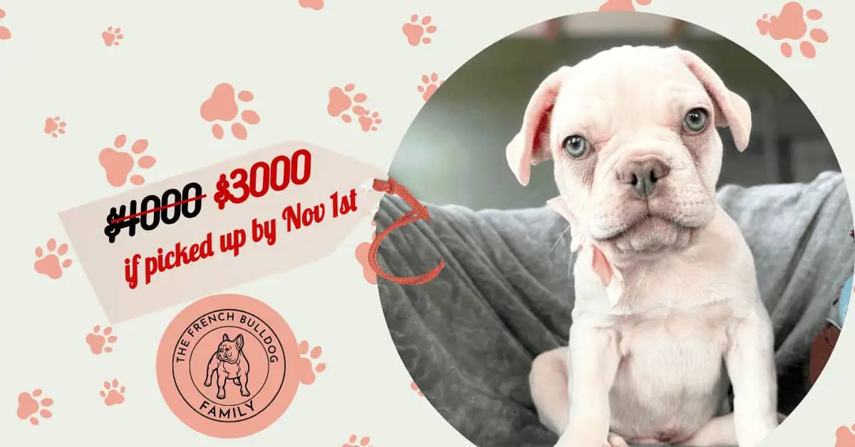 Tank | Cream French Bulldog Male | Available Now