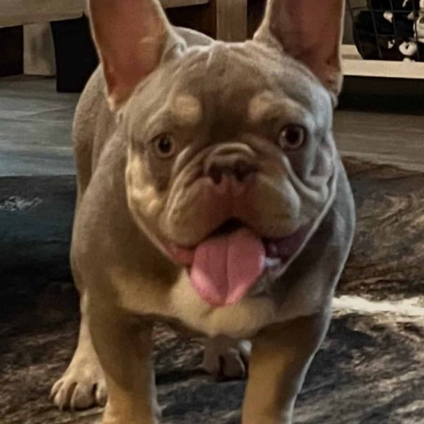 Kash Frenchies parents