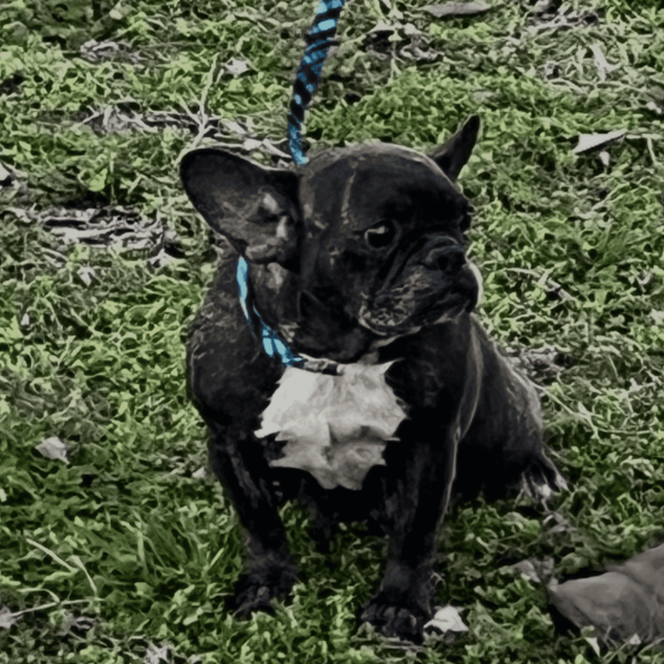 Hallow Frenchie's parents