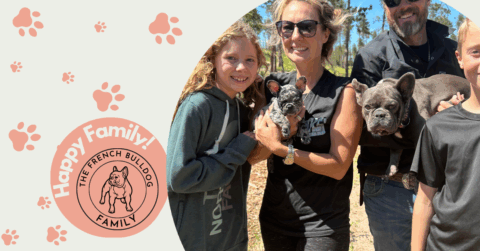 Kiki | Black Merle French Bulldog Female | Adopted