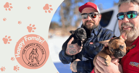 Peppermint & Max | Sable French Bulldog Female & Black French Bulldog Male | Adopted
