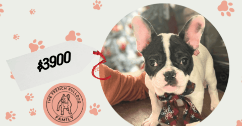Nugget | Brindle Pied French Bulldog Male | Available Now