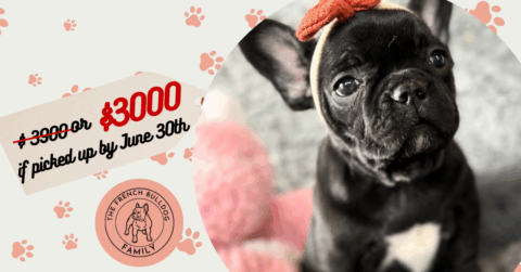 Zena | Black French Bulldog Female | Available Now