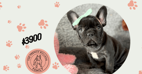 Zoomy | Black French Bulldog Female | The striking