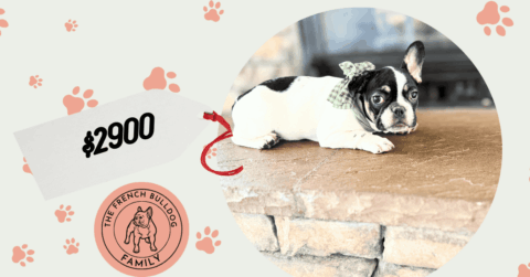 Miley | Brindle Pied French Bulldog Female | Available Now