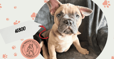 Yaro | Lilac Fawn French Bulldog Male | Available Now | Gentle Giant