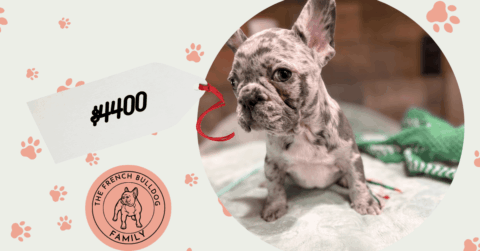 Uriah | Blue Merle French Bulldog Male | Available Now
