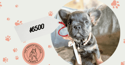 Bijou | Blue & Tan Fluffy French Bulldog Female | Available